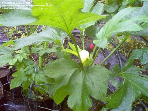 Plantfiles Pictures Okra Baby Bubba Abelmoschus Esculentus By