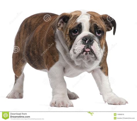 English Bulldog Puppy 4 Months Old Standing Royalty Free