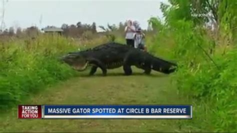 Massive Gator Spotted At Circle B Bar Reserve In Polk County