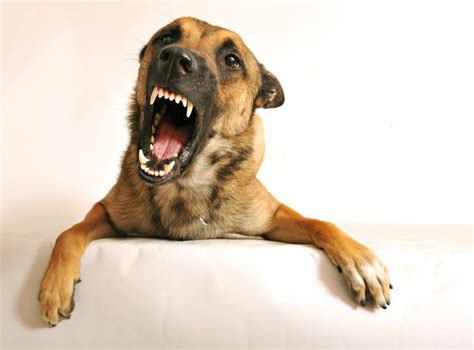 Why Dog Growling Is A Good Thing The Dog People By