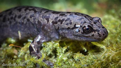 Pacific Giant Salamander Dicamptodon Tenebrosus Rare T Flickr