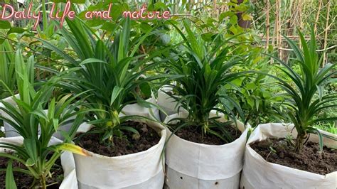 How To Grow Your Own Pandan Growing Pandan Grass How To Grow