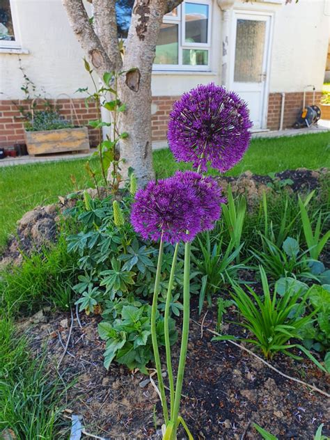 Alliums 25 5 Plants Garden Flowers