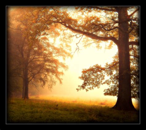 fondos de pantalla madera mañana sol niebla árbol art naturaleza césped bosque