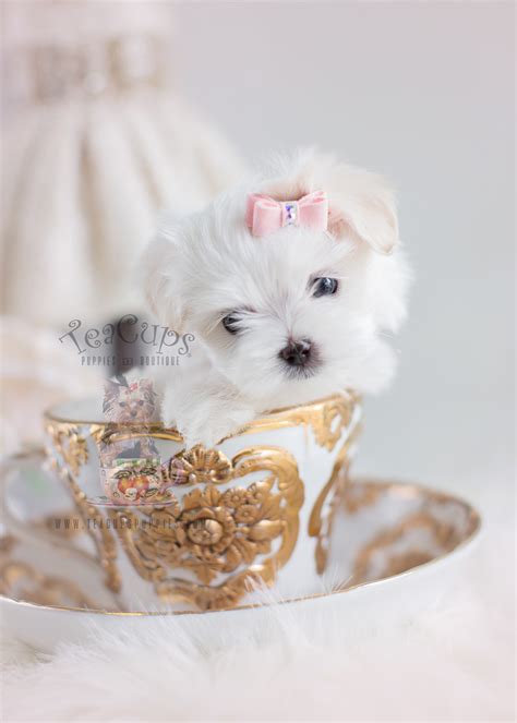 Toy Maltese Puppies In South Florida At Teacups Puppies And Boutique