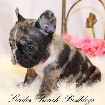 Both breeds are very loving and will have you laughing for days. Merle French Bulldog - Lindor French Bulldogs