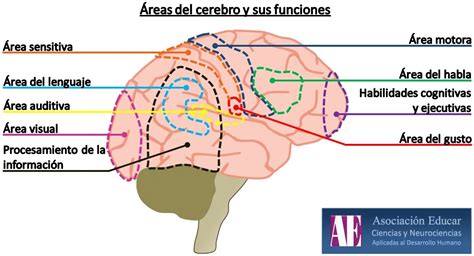 Ilustraci N Neurociencias Reas Del Cerebro Y Sus Funciones Asociaci N Educar Cie