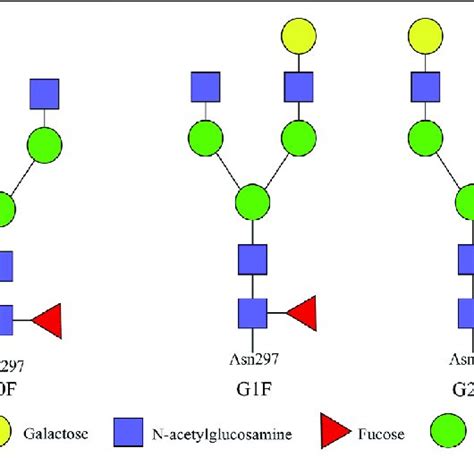 Types Of Glycosylation Modification Of Recombinant Antibodies The