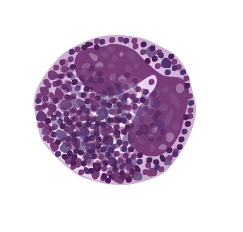Basophil Granulocyte Doccheck
