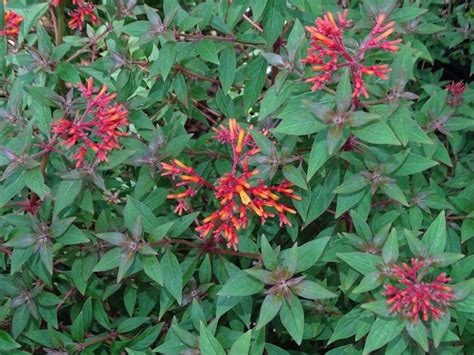 Butterfly Plant Sales Shopping