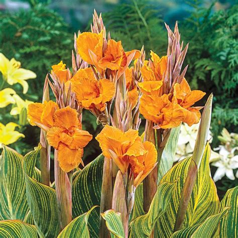 Brecks Pretoria Giant Variegated Canna Lily Bulbs With Orange Flowers