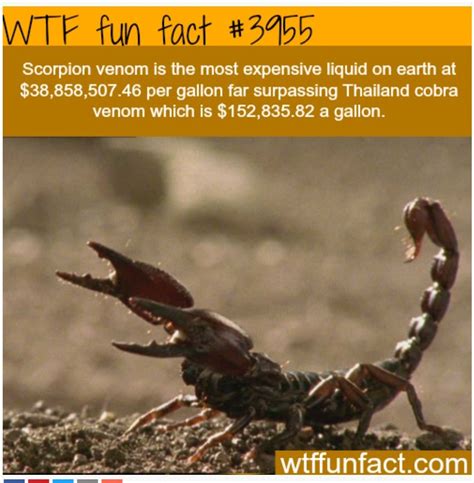 30 Cool Facts Ideas Facts Fun Facts Weird Facts Kulturaupice