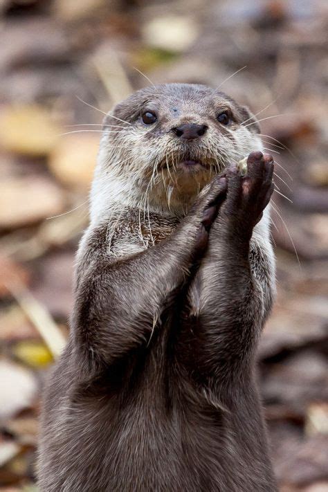 33 Times Otters Saved The World Just By Being Adorable Otters Cute