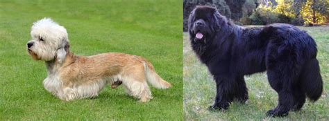 Newfoundland Dog Vs Dandie Dinmont Terrier Breed Comparison