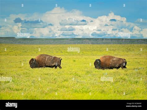 Plains Bison Bison Bison In Grasslands Grasslands National Park