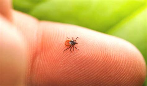 Tiny Ticks Big Danger What You Need To Know About Tick Bites
