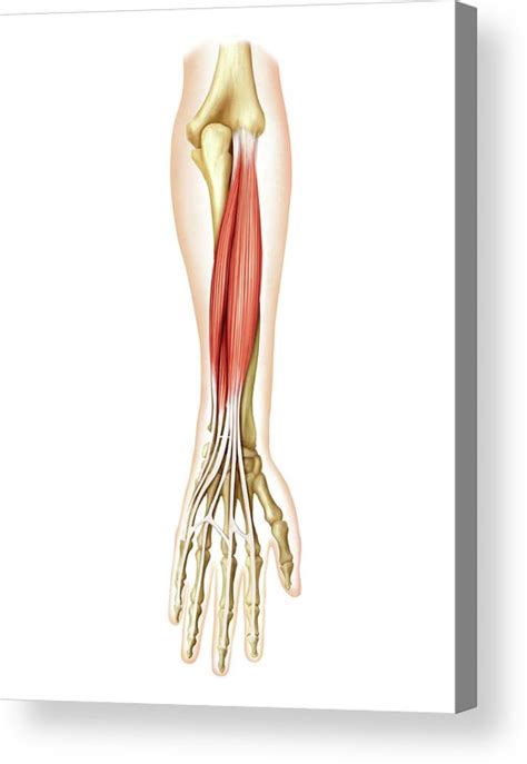 Posterior Muscles Of Forearm Acrylic Print By Asklepios Medical Atlas