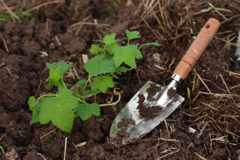 Wer nicht permanent mit der gießkanne unterwegs sein möchte, nutzt die vorteilhaften eigenschaften von rindenmulch. Pin auf garten wohnzimmer pflanzen