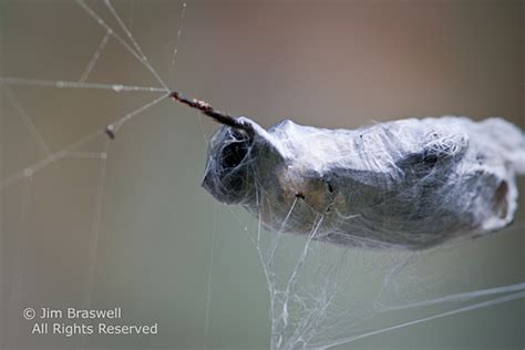 Arachnid Lovers Rejoice Show Me Nature Photography