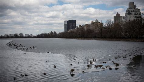 Nearly 6000 Birds Spotted In Central Park In Single Day Central Park Ny Patch