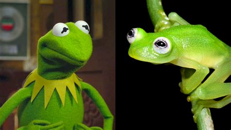 Newly Discovered Species Of Frog Looks Like Kermit The Frog