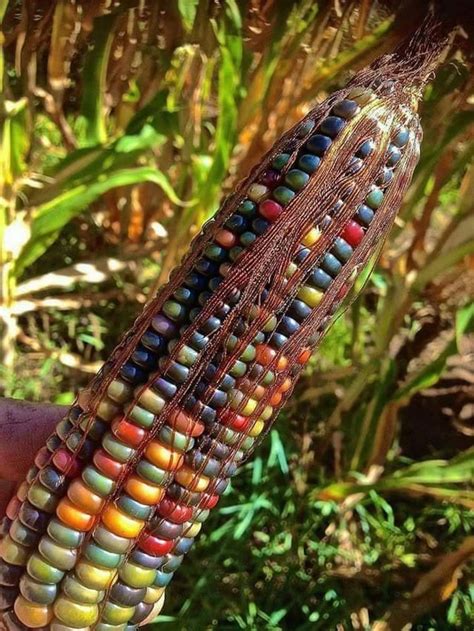 This Is The Most Beautiful Corn It Is A Native American Variety Called