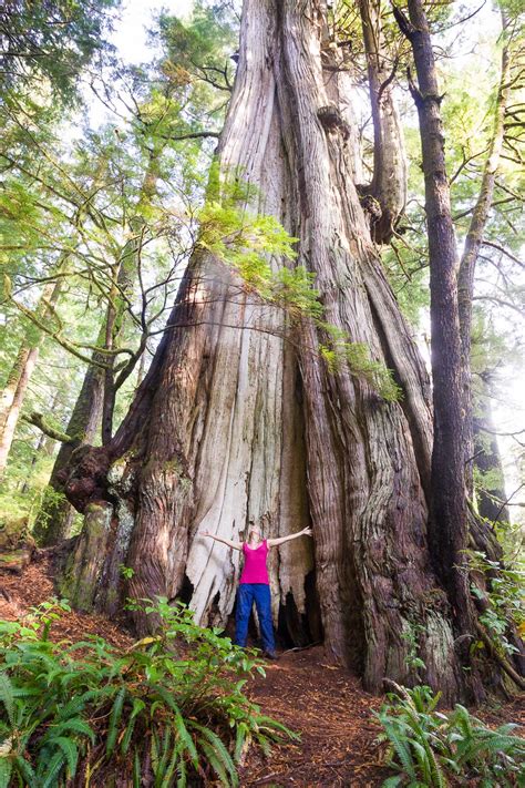 The Oldest And Widest Tree In Canada Wɑs Discoʋered In British Columbia