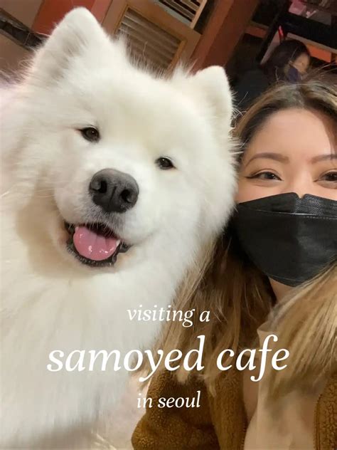 Visiting A Samoyed Cafe In Korea Gallery Posted By Loryn Lemon8