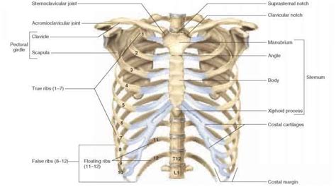 Rib Cage Posterior View Labeled Lungs And Rib Cage Posterior View