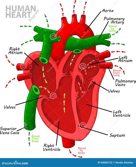 Menschliche Herzdiagrammanatomie Vektor Abbildung Illustration Von