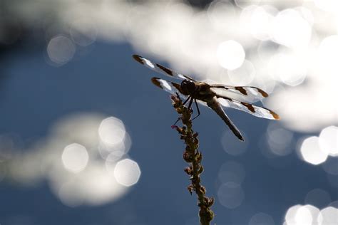 무료 이미지 매크로 사진 해충 잠자리와 Damseflies 잠자리 봄 닫다 하늘 유기체 무척추 동물 사진술