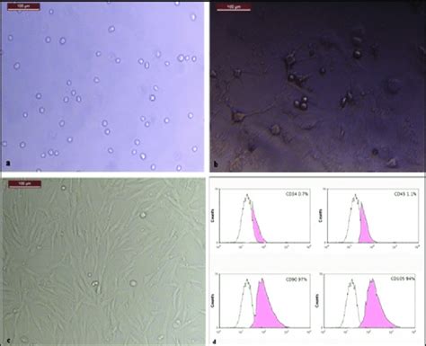 Morphology Of Dpscs Isolated By Means Of Enzymatic Digestion Dpsc Ez