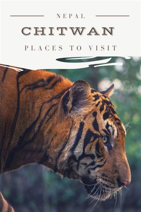 the best places to visit in chitwan national park two get lost