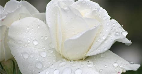 Flower Photos White Rose With Raindrops