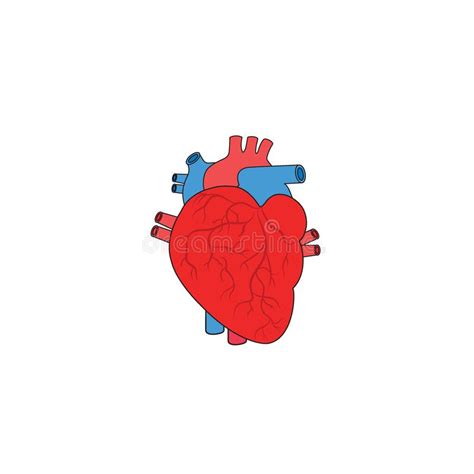 Human Heart Vector Icon Illustration Stock Vector Illustration Of