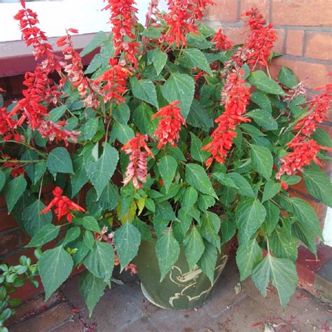 Salvia Splendens Passion Red Salvia Passion Red In Gardentags