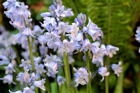 Hd Wallpaper Bluebell Drops Spring Flowers Stamens Boating Garden