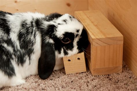 Make Your Own Logic Toys For Your Rabbit My House Rabbit