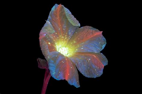Photographer Reveals The Unexpected Fluorescence Of Flowers Using Uv