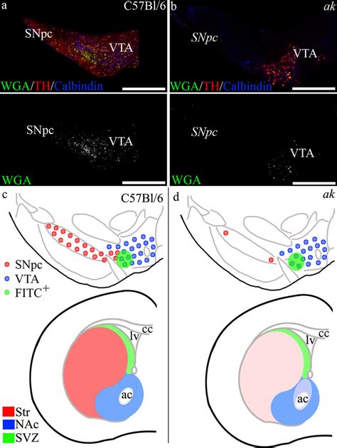 The Svz Is Innervated By Dopaminergic Neurons Originating From The