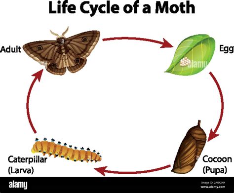 Diagram Showing Life Cycle Of Moth Illustration Stock Vector Image