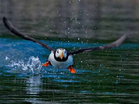Puffins Pictures Facts And Photo Tips Alaska Photography Tips Lagniappe