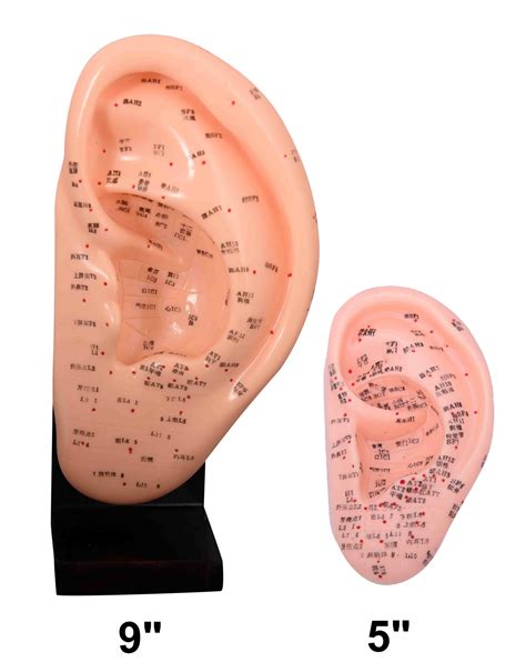 Ear Models - Acupuncture Models - Models and Charts - Models, Charts, Books