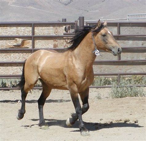 › santa ana river regional park. Buckskin Mustang Stallion | mustang | Pinterest