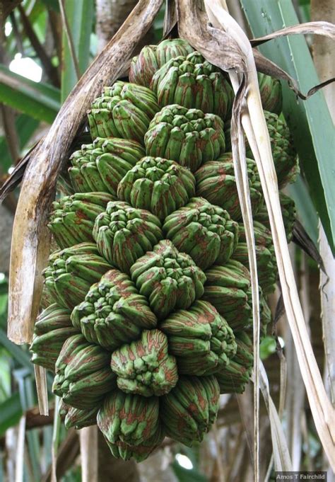 Unusual fruit is something that is not veryhabitual to our eye and taste preferences. Thatch screwpine | Unusual fruit from around the world ...