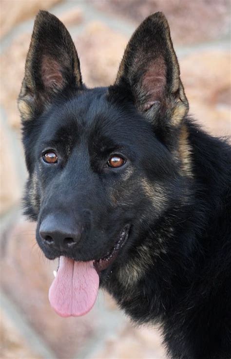 Westside German Shepherd Rescue Of Los Angeles German Sheperd Dogs