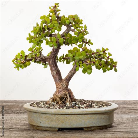 Jadebaum Portulacaria Afra Bonsai Baum Stock Photo Adobe Stock