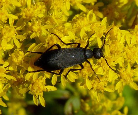 black-blister-beetle-identification,-life-cycle,-facts-pictures