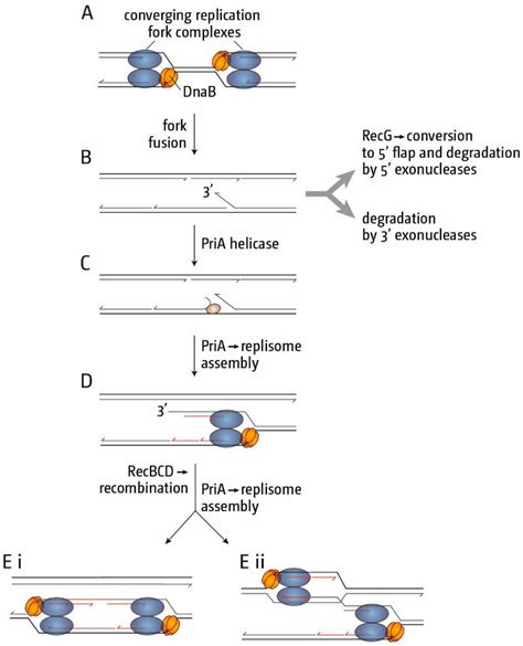 genes free full text replication termination containing fork fusion mediated pathologies in