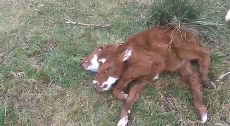 Mutant Two Headed Cow Born On Farm